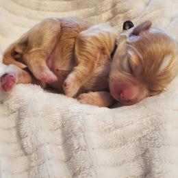 Mr. Brown - Apricot male Schnoodle puppy in Leitchfield, Kentucky from Eveleigh Acres Puppies