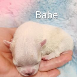 Babe - White male Chihuahua puppy in Wayland, Michigan from MI Chi