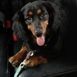Lady - Dachshund