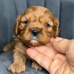 Peaches - Ruby female Cavalier King Charles Spaniel puppy in Yuciapa, California from AlltheDoodlez_