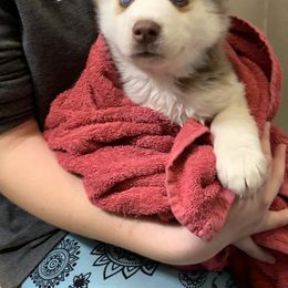 Siberian Husky Puppies from Myths and Legends Siberian Huskies