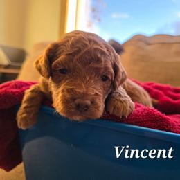 Vincent - Red  male Poodle puppy in Blackfoot, Idaho from Draper Mountain Doodles