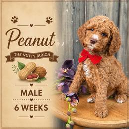 Peanut - Red  male Goldendoodle puppy in Miami, Florida from Jade’s Paws & Co. Of Miami LLC