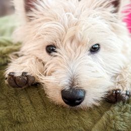 Winston - West Highland White Terrier