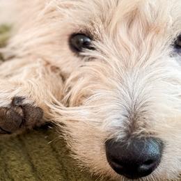 Winston - West Highland White Terrier