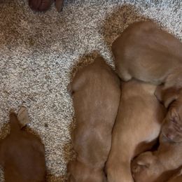 2nd pick Boy - Red golden male Vizsla puppy in Boaz, Alabama from MountainTop Vizslas