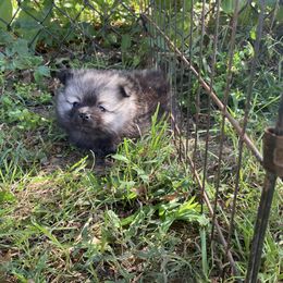 Pomeranian Puppies from Rocky Branch Poms