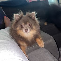 Scarlet - Pomeranian