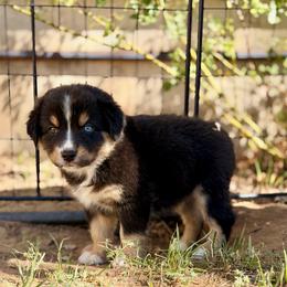 Aladdin - Black tri-color male Australian Shepherd puppy in Vernal, Utah from Dancing M Australian Shepherds
