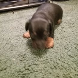 Boy 1 - Black and tan male Dachshund puppy in Warrenville, South Carolina from Sherman's Dachshunds