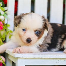 Halo - Blue merle female Toy Australian Shepherd puppy in Granbury, Texas from Best Little Aussies