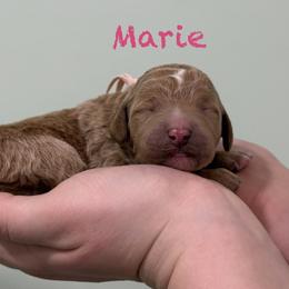 Marie - Red  female Poodle puppy in Williamsburg, Ohio from Iaroli’s  Small Standard Poodles