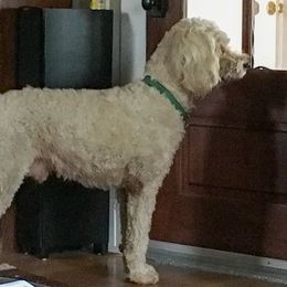 Jackson - Goldendoodle