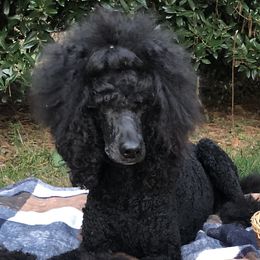 Luna - Poodle