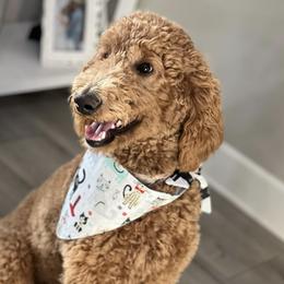 Goldendoodles from The Joy of Doodles