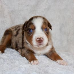 Caroline - Blue merle female Miniature Australian Shepherd puppy in Bogata, Texas from Maple Creek Run