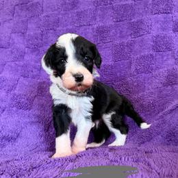 Gray - Black and white male Sheepadoodle puppy in Prairie Du Chien, Wisconsin from Hicklin Hollow Ranch
