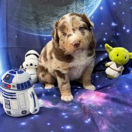 Star - Red merle female Australian Shepherd puppy in Tuftonboro, New Hampshire from Aussies Edge Farm