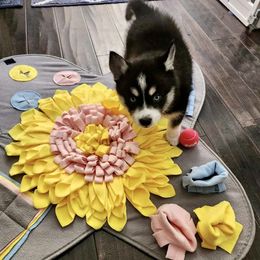 Pomsky Puppies from A1 Pomskies
