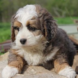 Bernedoodles, Cavapoos, Cockapoos, Goldendoodles, Havapoos, and Poodles from Farquharson's Poodles&Doodles