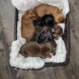 Dachshund Puppies from Golden Creek Farm