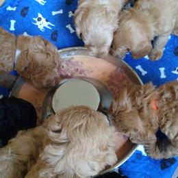 Labradoodle Puppies from Sakura Pups