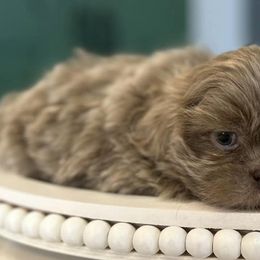 Shih Tzus and Shorkies from Northern Indiana Shih Tzus