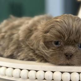 Shih Tzus and Shorkies from Northern Indiana Shih Tzus
