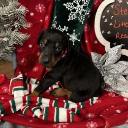 Indie - Black and rust female Doberman Pinscher puppy in Aredale, Iowa from Royal Dynasty Dobermann Kennel