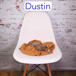 Dustin - Chocolate merle male Bernedoodle puppy in Calhoun, Georgia from Happy Top Doodles