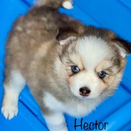 Hector - Silver and white male Pomsky puppy in Michigan from Blue Water Pomskies
