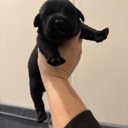 No collar boy - Black male Labrador Retriever puppy in Menifee, California from The Golden Leash Kennels