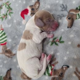 Pie boy - Fawn (Isabella) male Dachshund puppy in West Plains, Missouri from Spring Creek Dachshunds