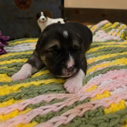 Xenos - Black male Central Asian Shepherd Dog puppy in Michigan from Guardian Dog