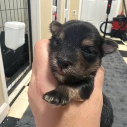 Atreyu - Black and gold male Morkie puppy in Winston Salem, North Carolina from Patty’s Paws