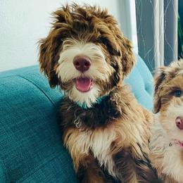 Bernedoodle puppies from Cam’s Doodlez