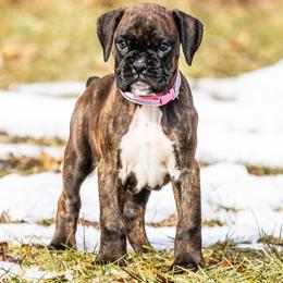 Puppy 7 - Brindle female Boxer puppy in Perry, Michigan from Boxer Boulevard