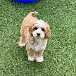 Blue - Red male Australian Labradoodle puppy in Anderson, California from Shaggy Doodles
