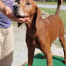 Bit - Redbone Coonhound