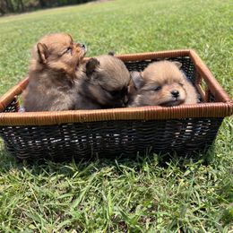 Pomeranian puppies from P31 Poms