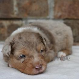 Thelma - Red merle female Australian Shepherd puppy in Wichita Falls, Texas from Spotted Mule Aussies