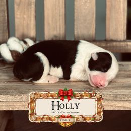 Holly - Gray and white female Old English Sheepdog puppy in Cleveland, Tennessee from Narrow Path Old English & Sheepadoodles