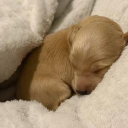 6000 Male Cream Longhair - Cream male Dachshund puppy in El Paso, Texas from InnerVision K9 & Dachs