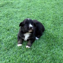 Chocolate - Black tri-color female Australian Shepherd puppy in Mount Vernon, Texas from RJ's Aussie Posse