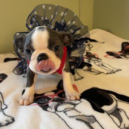 Boston Terrier Puppies from Angie's Little Bostons