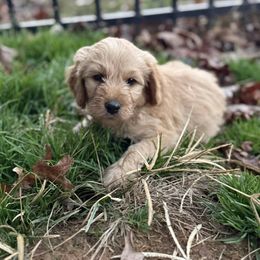 Tan - Apricot male Goldendoodle puppy in Baldwin, Georgia from Simmons F1b Goldendoodles