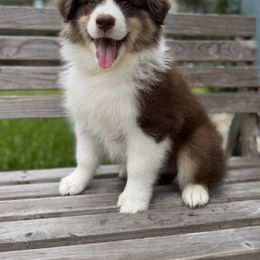 Andy - Red tri-color male Australian Shepherd puppy in North Fort Myers, Florida from Aussie Trail Farms