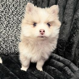 Luna - Silver female Pomsky puppy in Saint Joseph, Missouri from Pomsky Pack & Co