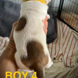 Staffordshire Bull Terrier Puppies from 1LoveStaffies-Hawaii