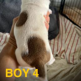 Staffordshire Bull Terrier Puppies from 1LoveStaffies-Hawaii